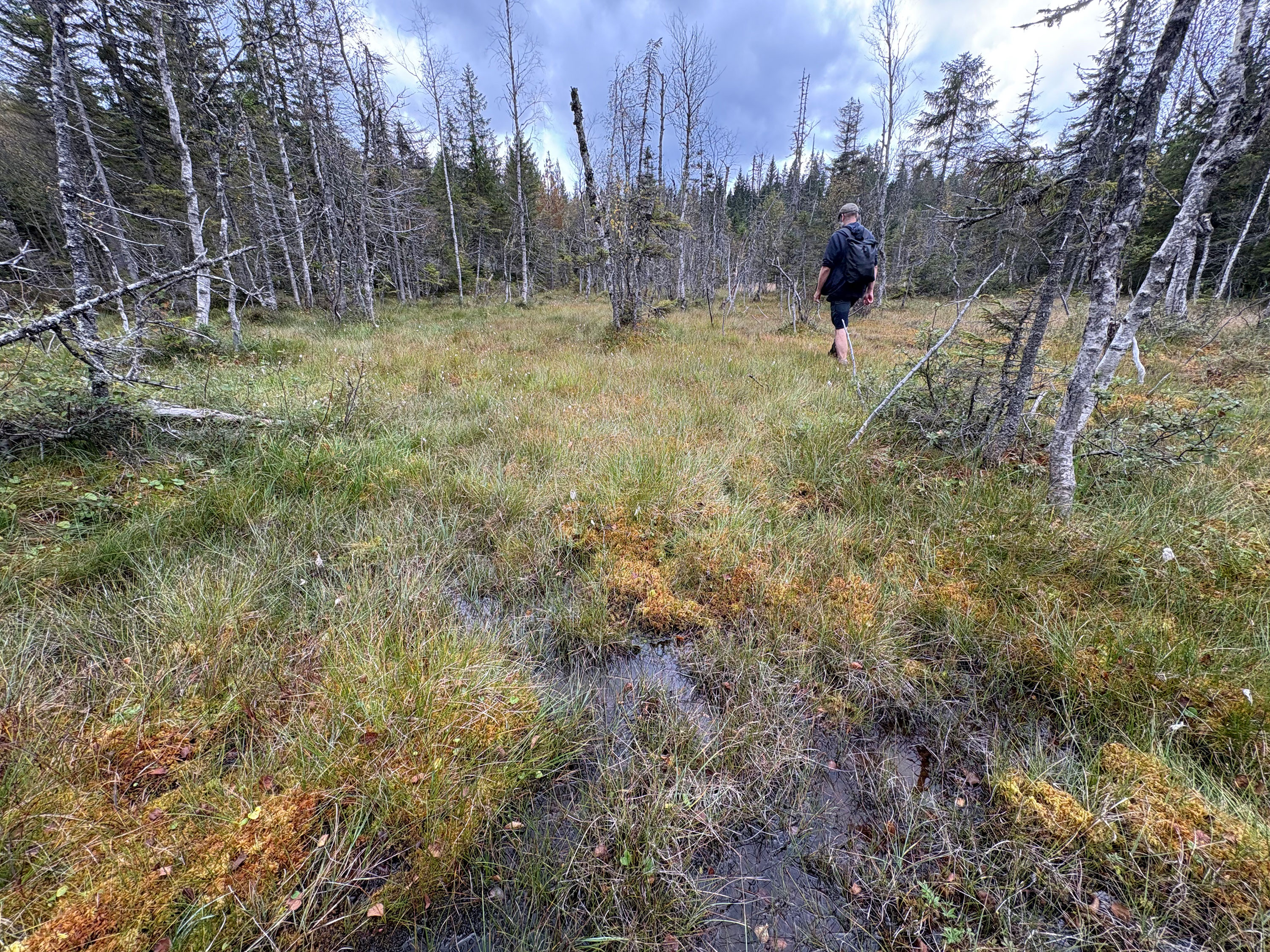 Bilde av en myrdam og ei myr. En person går i bakgrunnen.