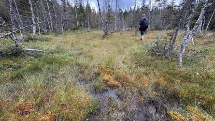 Bilde av en myrdam og ei myr. En person går i bakgrunnen.