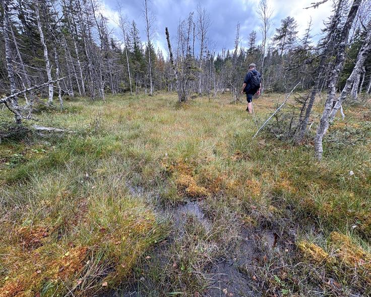 Bilde av myrlandskap med en person i bakgrunnen