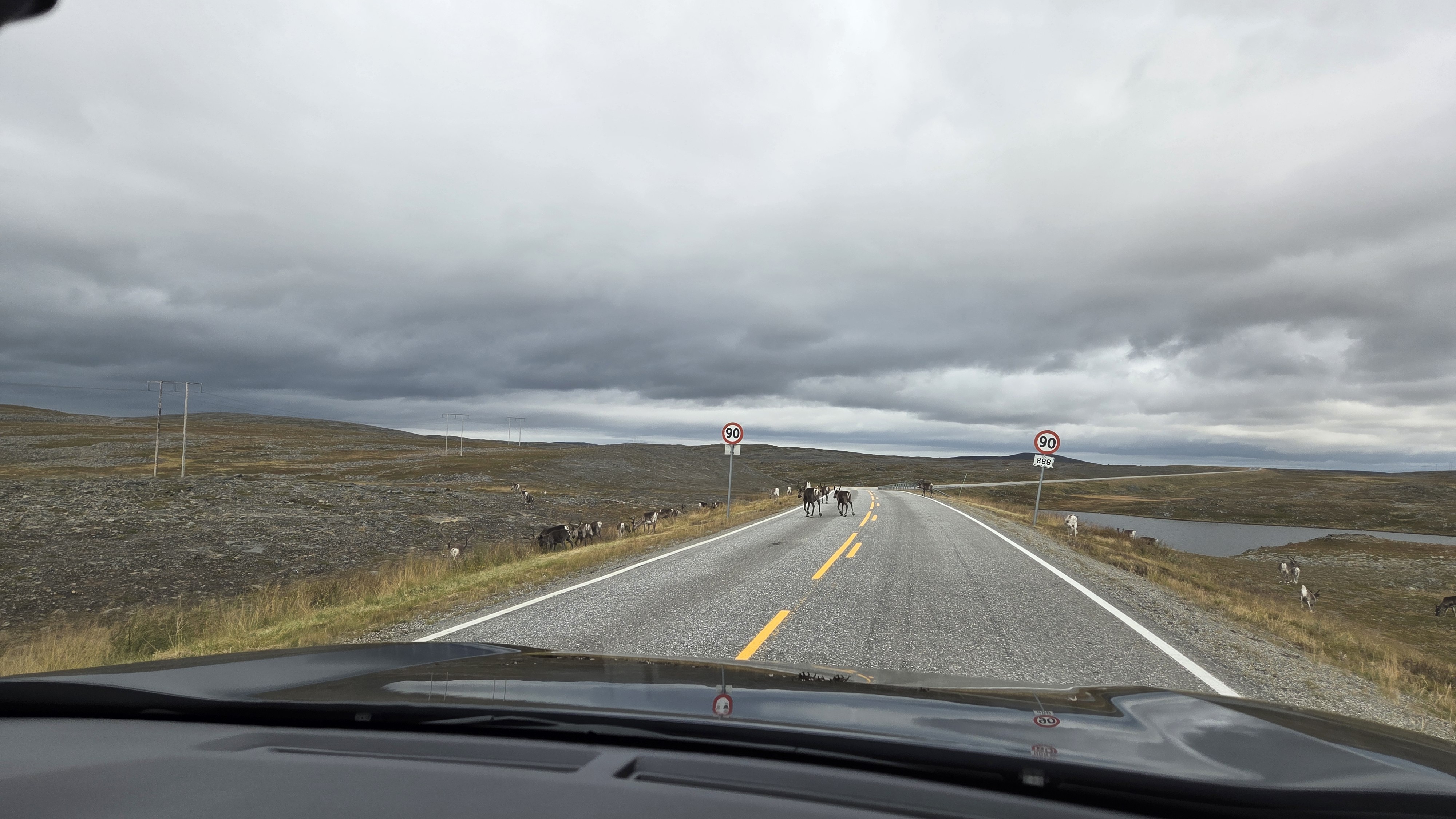 Reinsdyr i veien Nordkinnhalv&oslash;ya Astrid Vetrhus KV TRF 16-9.jpg