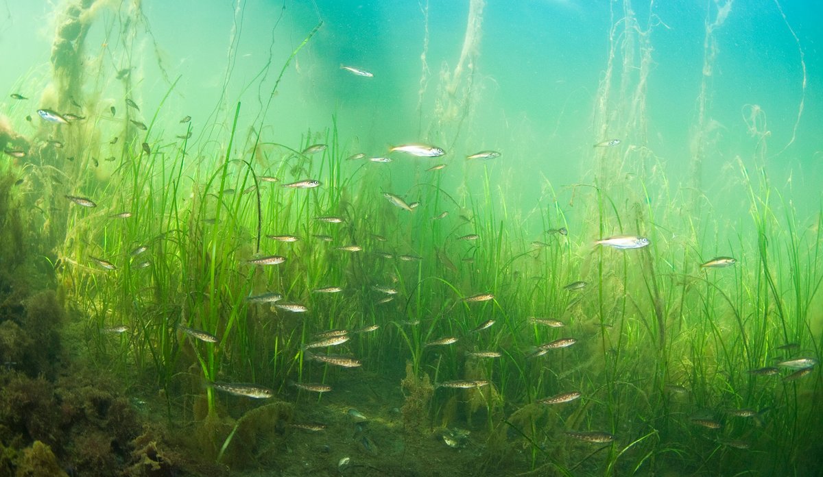 Bilete av ein liten stim torsk som sv&oslash;mmar rundt mellom &aring;legras. &Aring;legras ser ut som langt gras. Foto: Jonas Thormar / Havforskingsinstituttet