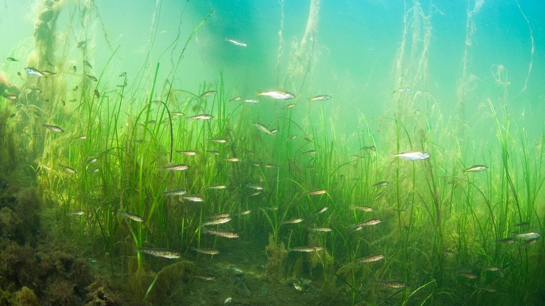 Bilete av ein liten stim torsk som svømmar rundt mellom ålegras. Ålegras ser ut som langt gras. Foto: Jonas Thormar / Havforskingsinstituttet