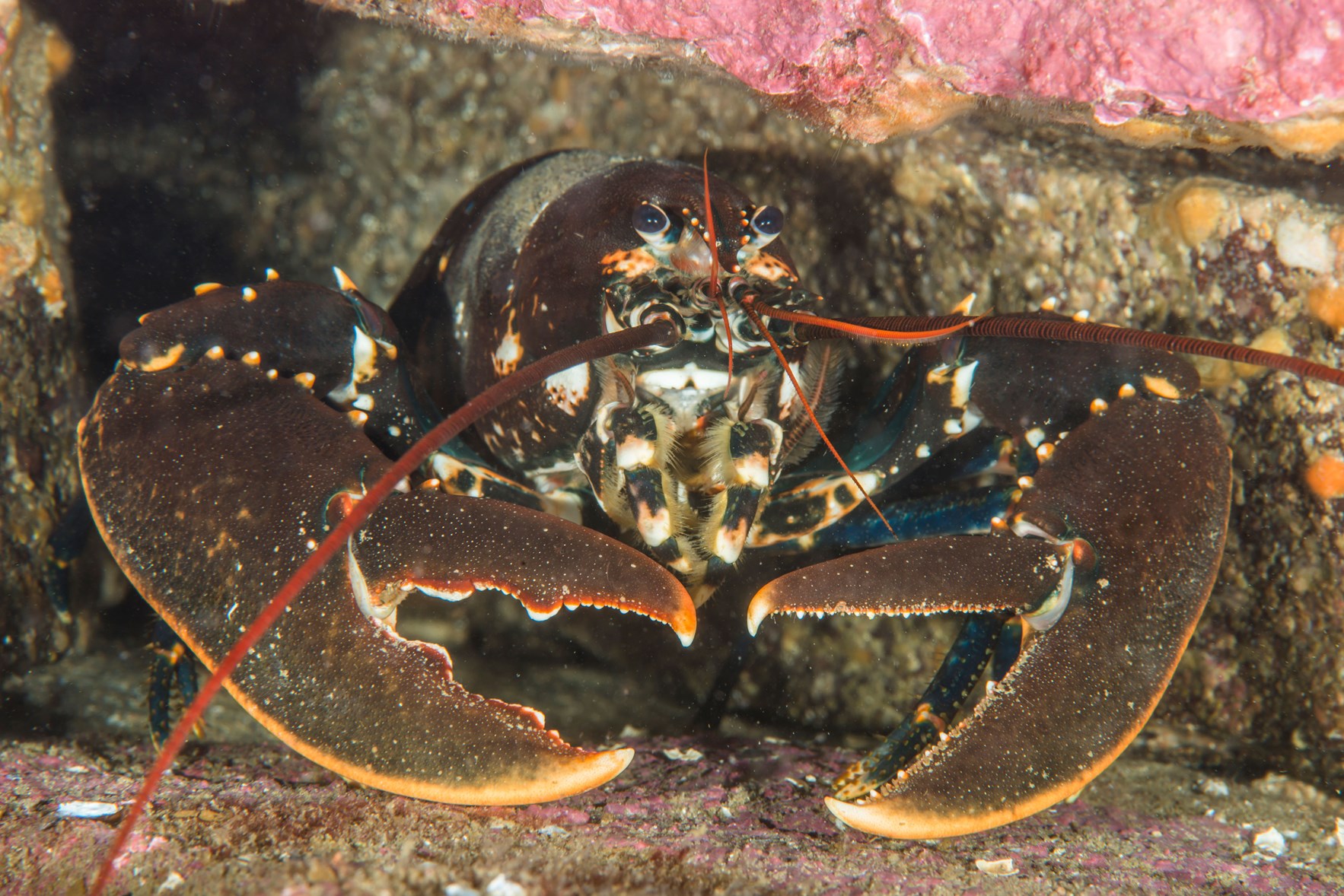 Hummer gjemmer seg mellom noen steiner p&aring; havbunnen. Foto: Erling Svensen, Havforskningsinstituttet