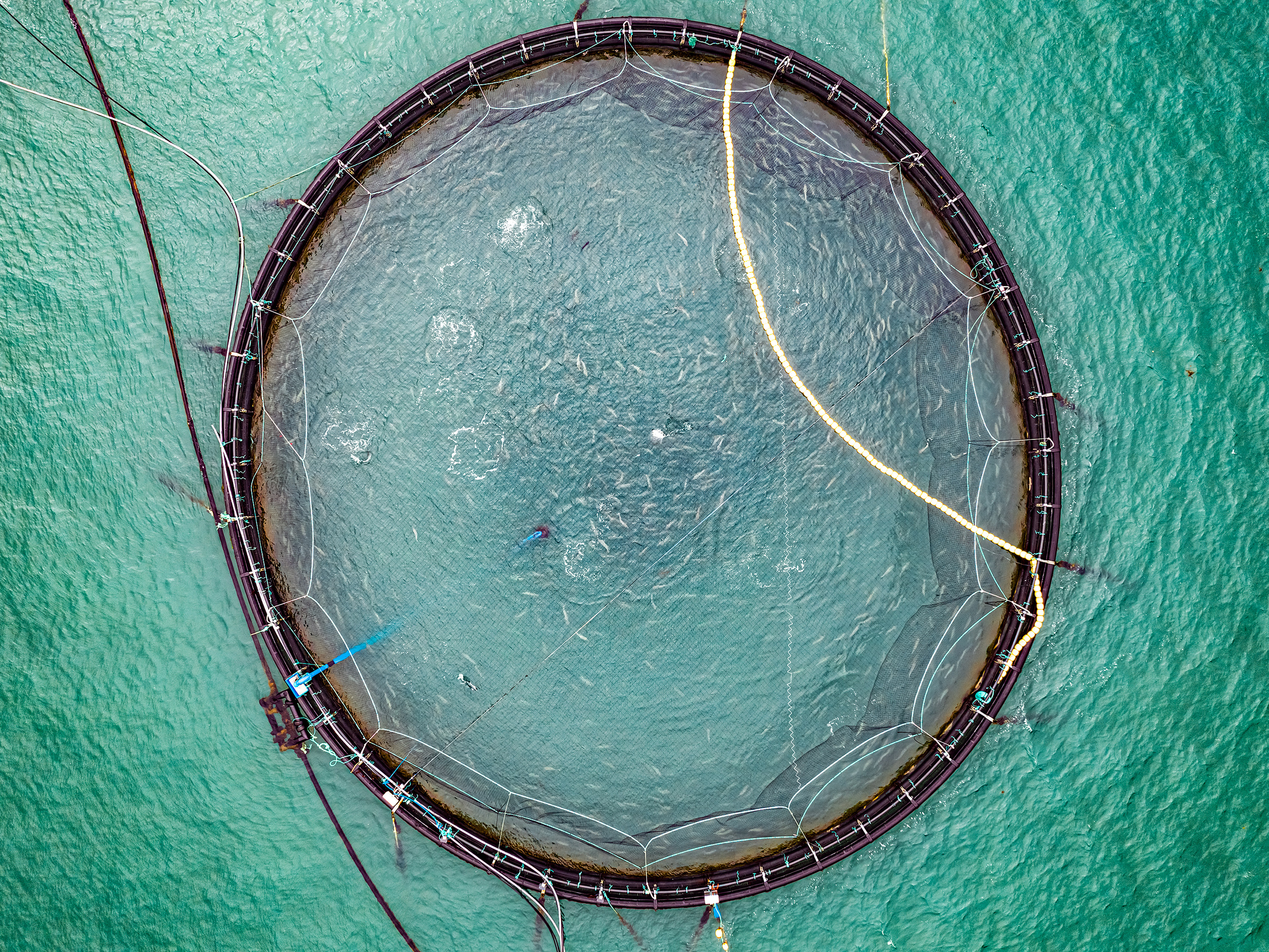 Merd i oppdrettsanlegg for laks sett ovenfra. Illustrasjonsfoto: Mostphotos /Andrey Armyagov