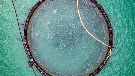 Merd i oppdrettsanlegg for laks sett ovenfra. Illustrasjonsfoto: Mostphotos /Andrey Armyagov