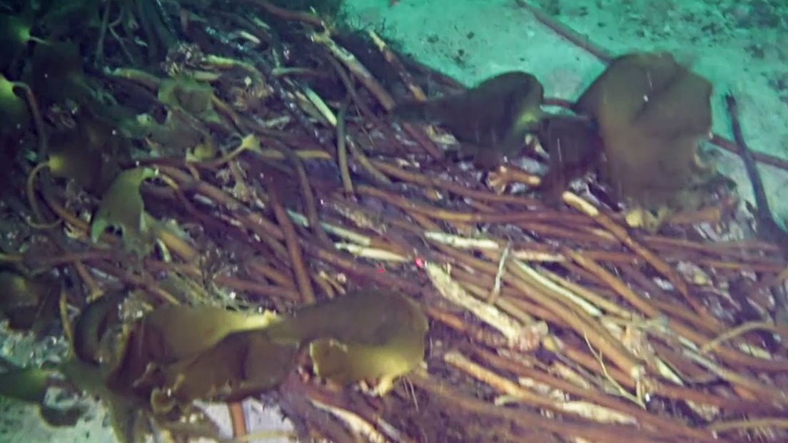 Tare-bunn på Sunnmøre. Foto: Havforskningsinstituttet