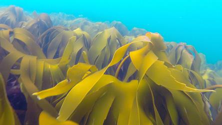 Tareskog i havet. Foto: Espen Bierud, Havforskningsinstituttet