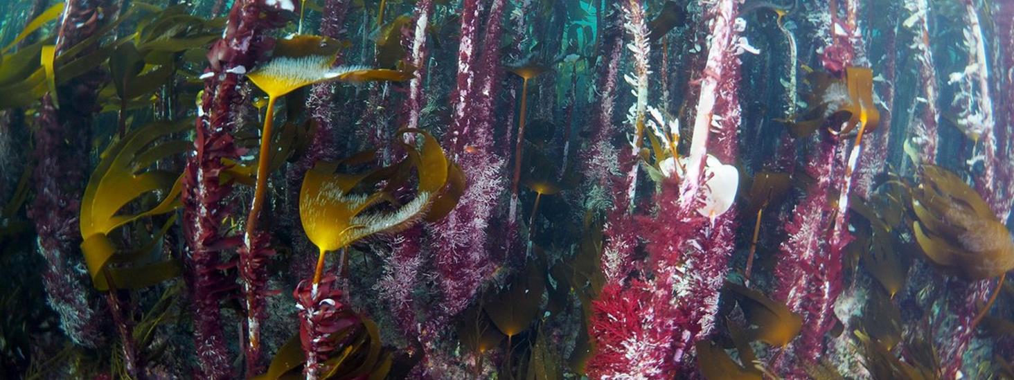 Tareskog på Sunnmøre. Foto:  Jonas Thormar / Havforskingsinstituttet