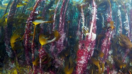 Foto av tareskog: lange tarestilkar med påvekst av ulike mindre artar.