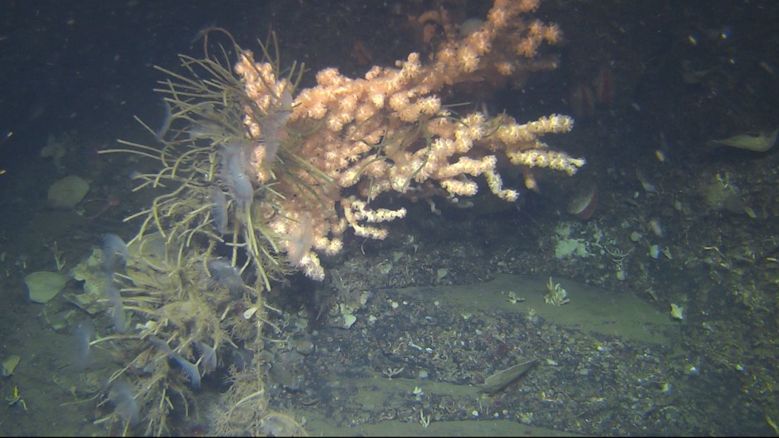 Sjøtre, en type korall, som sitter fast i ei fiskeline.