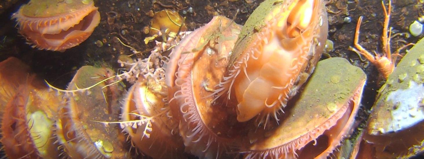 Reirskjell på en fjellvegg på 238 meters dyp i Boknafjorden. Foto: Havforskningsinstituttet