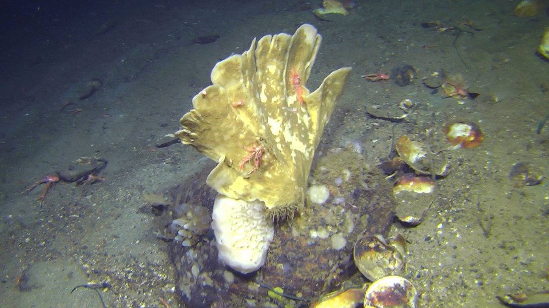 Griseøresvamp på havbunn.