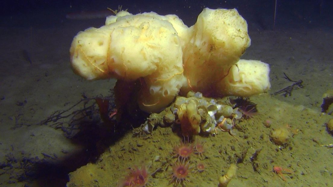 Svamp på havbunn.
